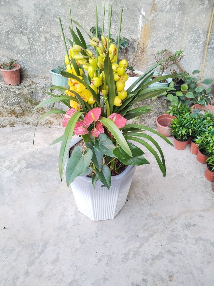 花木月花驸丬好圆箴园艺