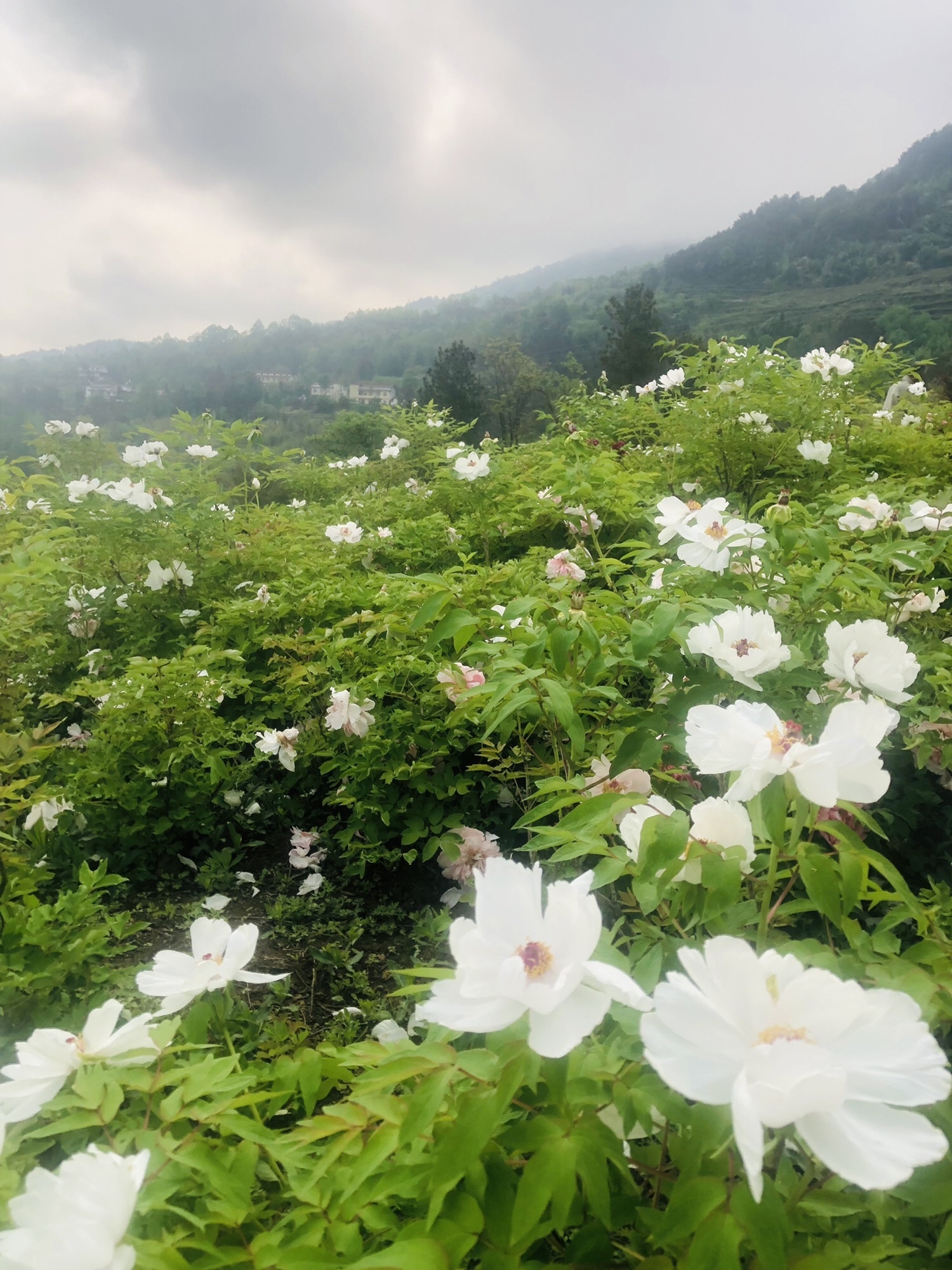 汉山植物园