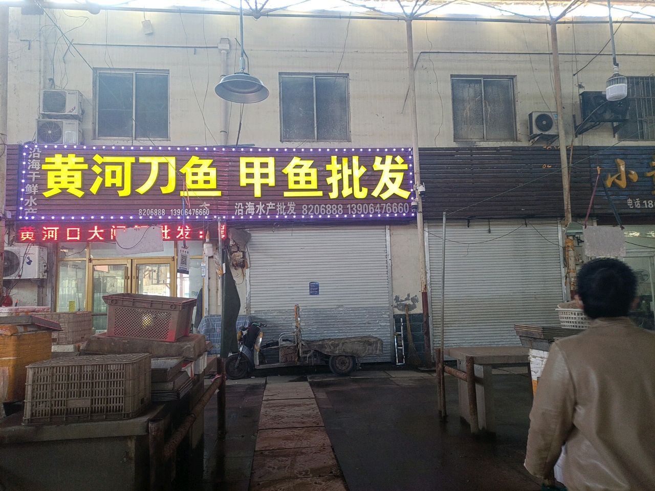 黄河刀鱼