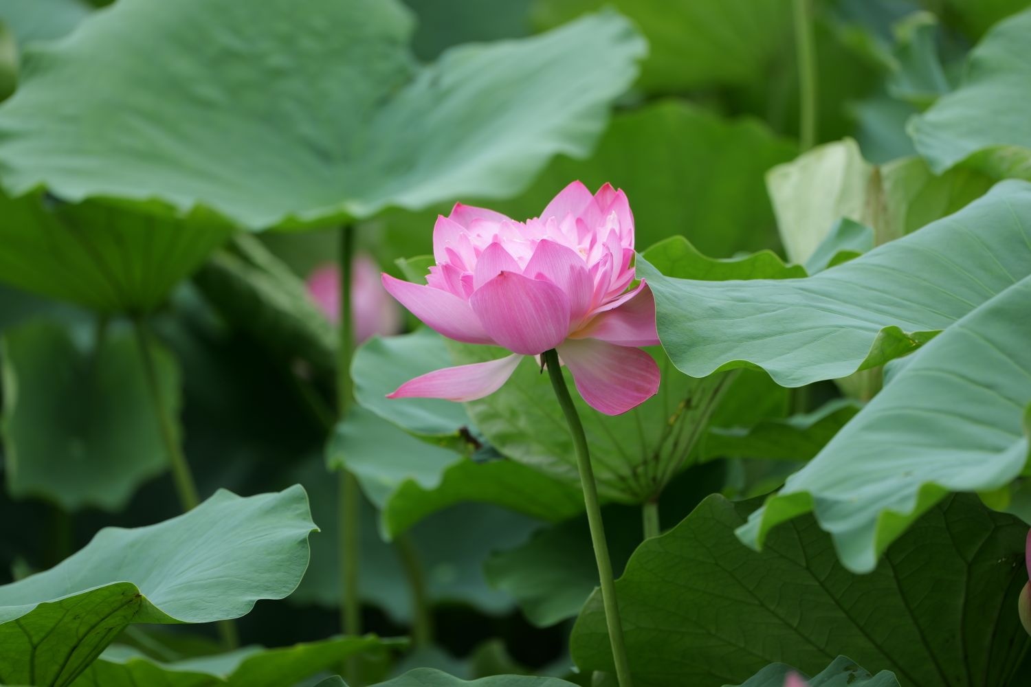 永兴荷莲湿地