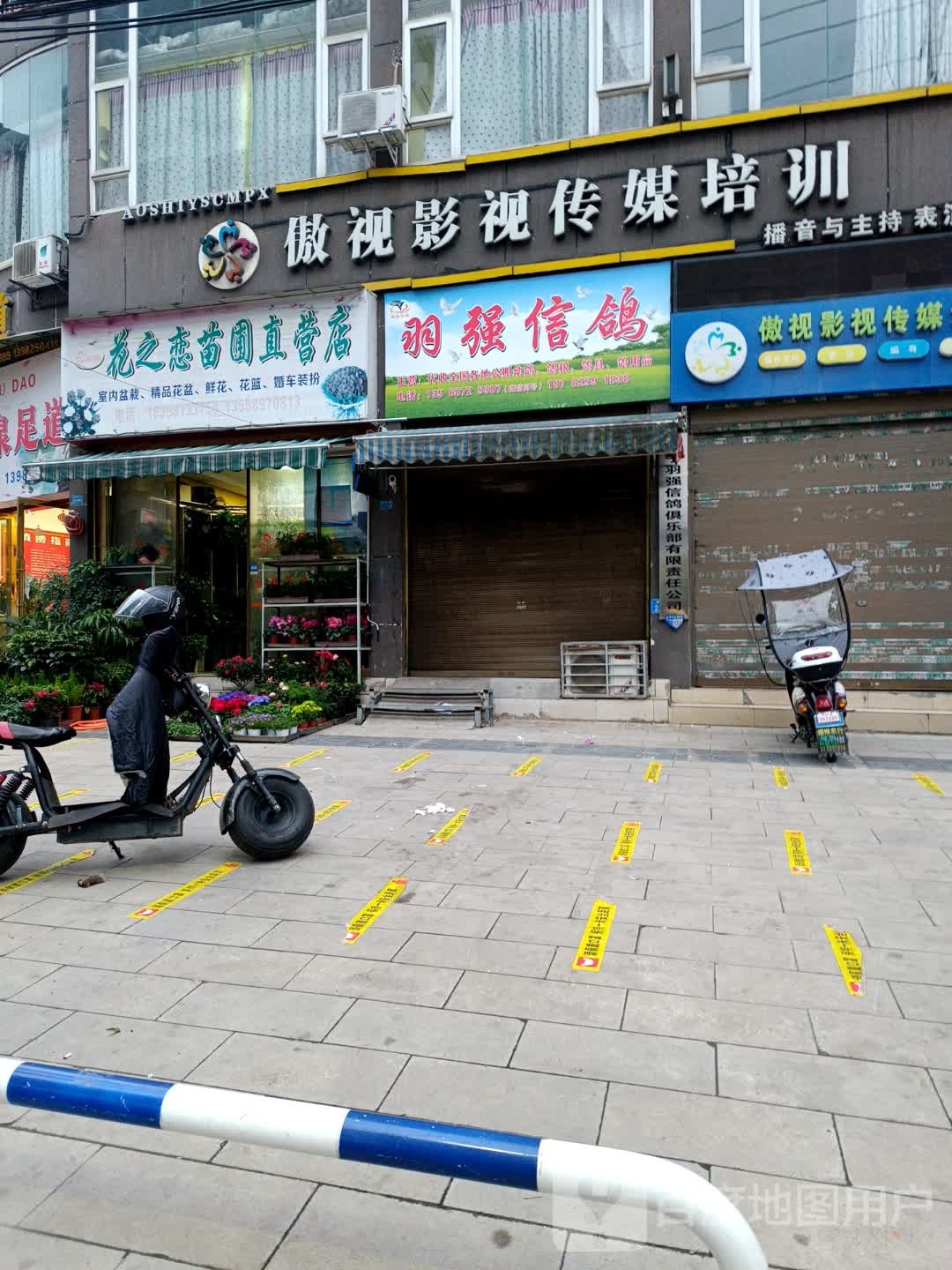 羽强信鸽(迎春花苑店)