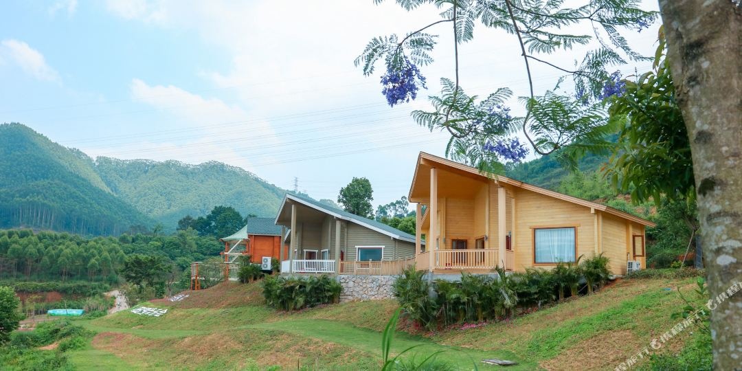 龙海山林莴苣