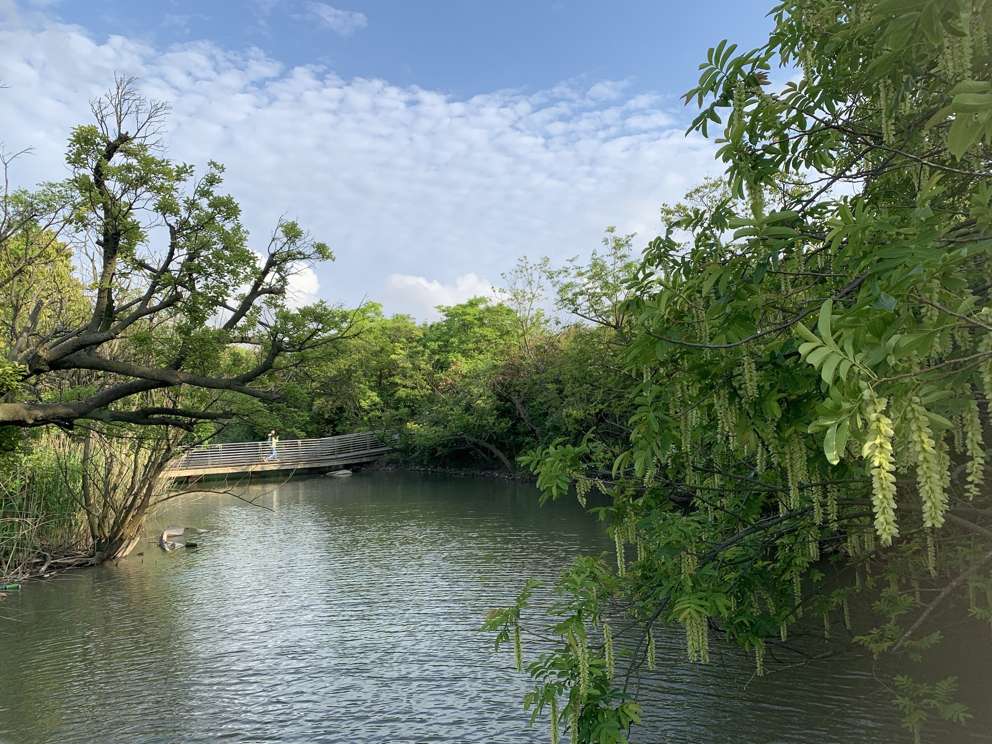 上海吴淞炮台湾国家湿地公园