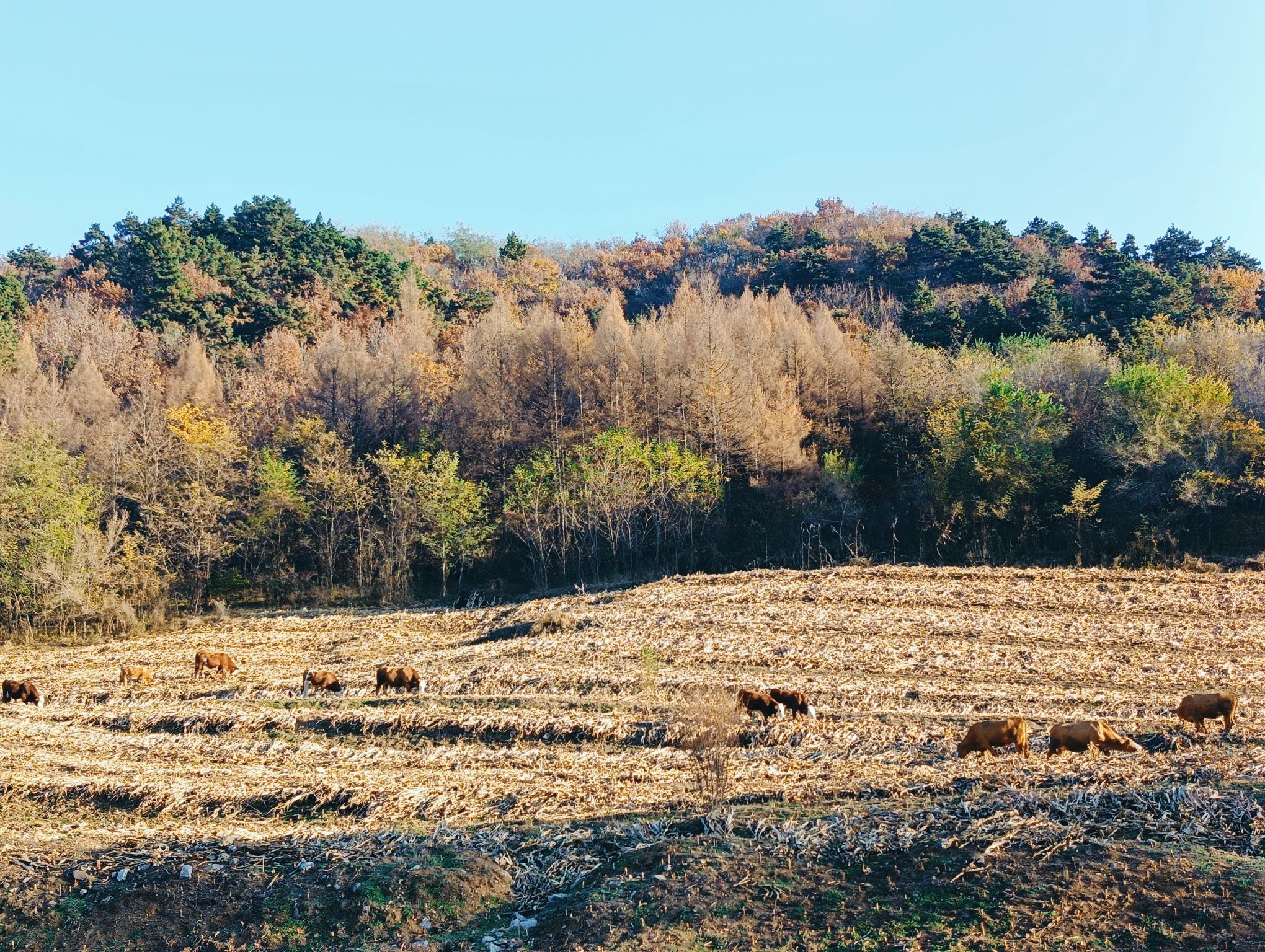 玉龙山公园
