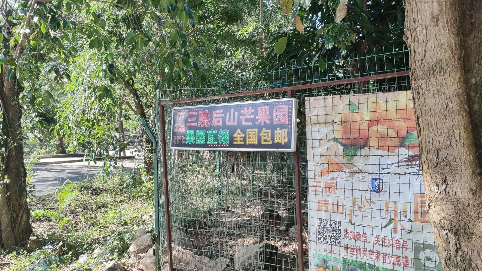 三亚学院后山芒果园