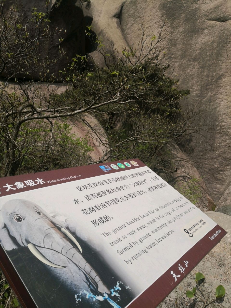大象吸水