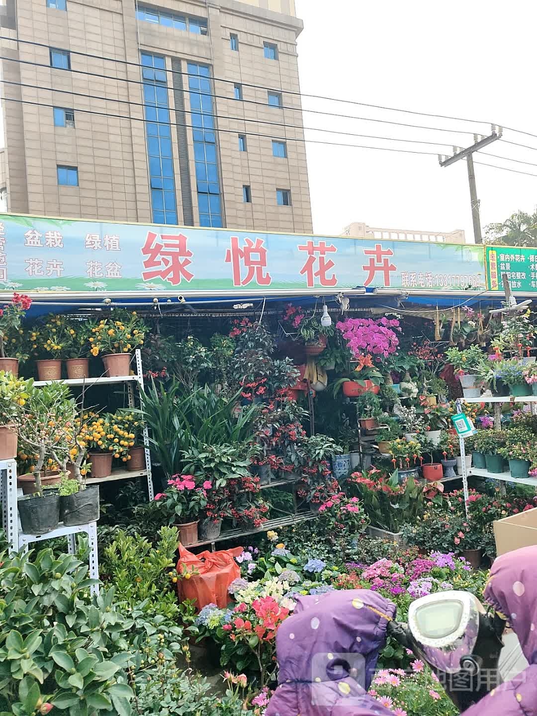 绿悦花卉