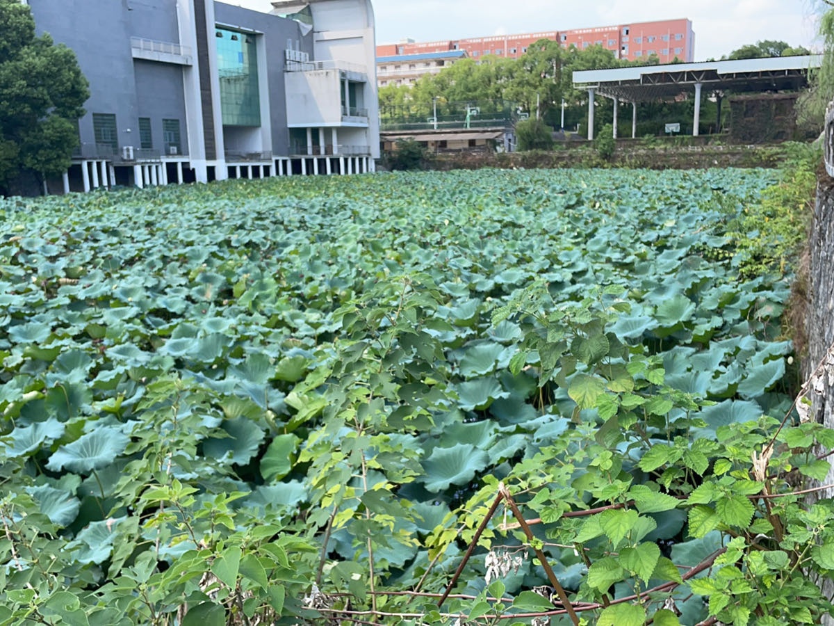 怀化市院-荷花池