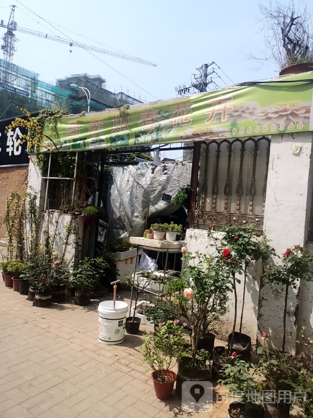四季如春花卉