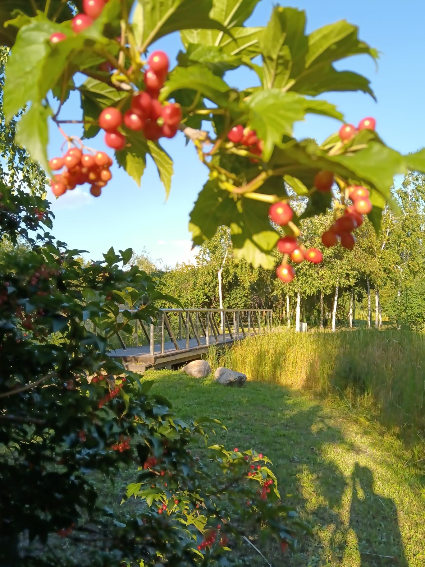 丁香公园