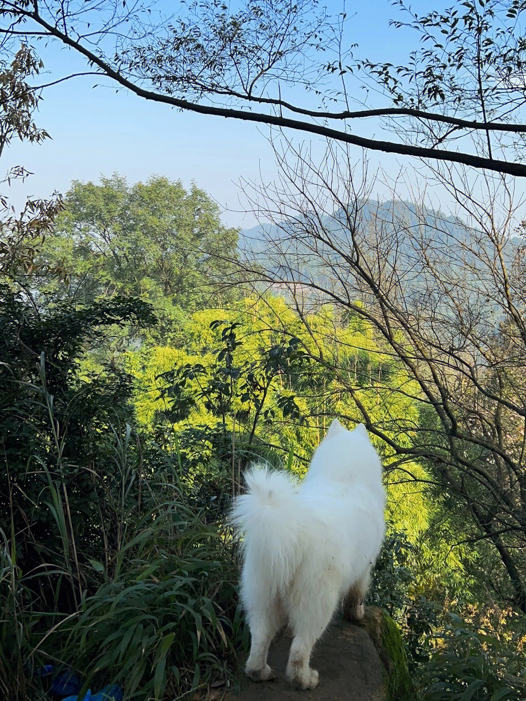 虎峰桃