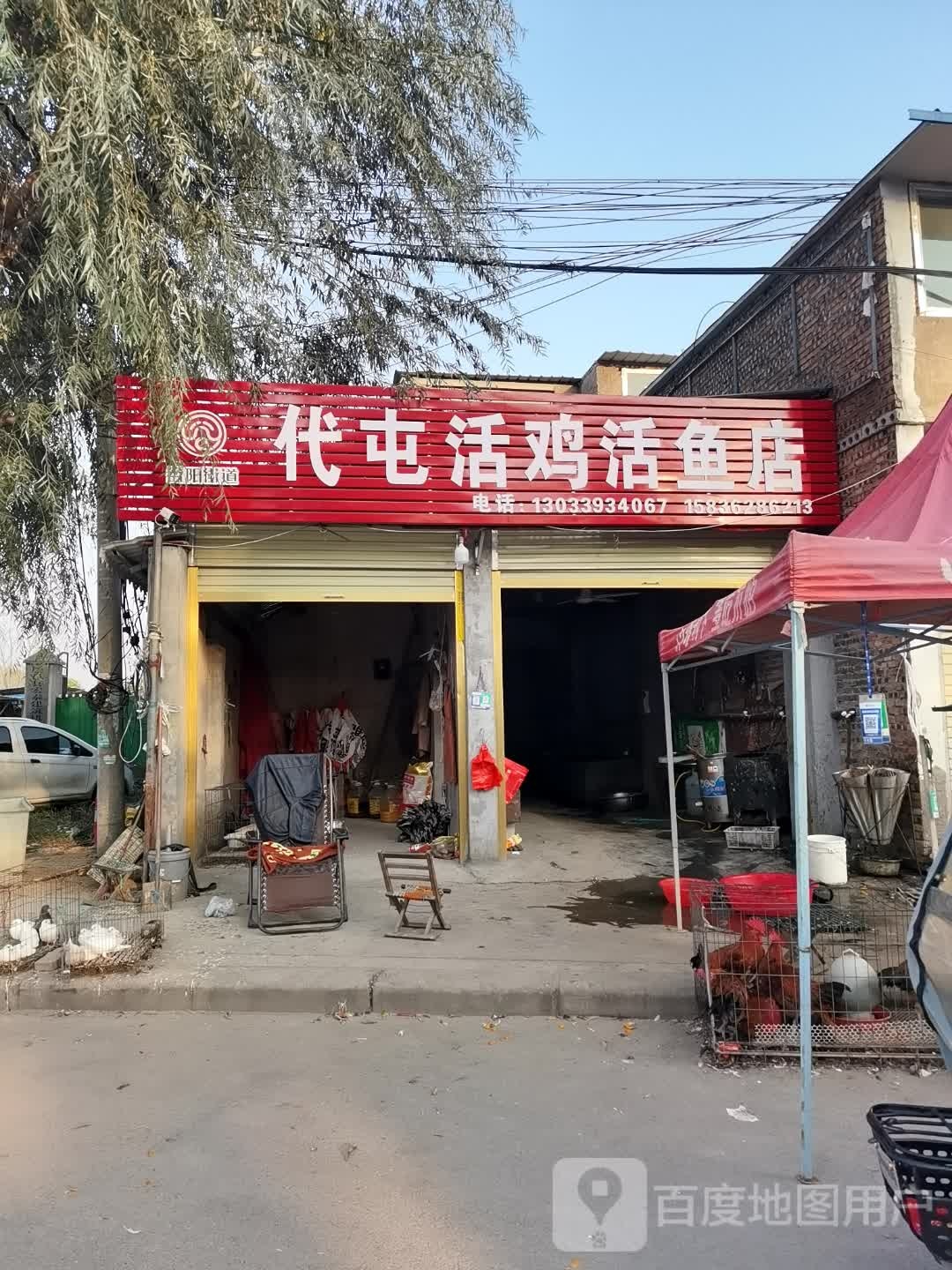 鹿邑县代屯活鸡活鱼店