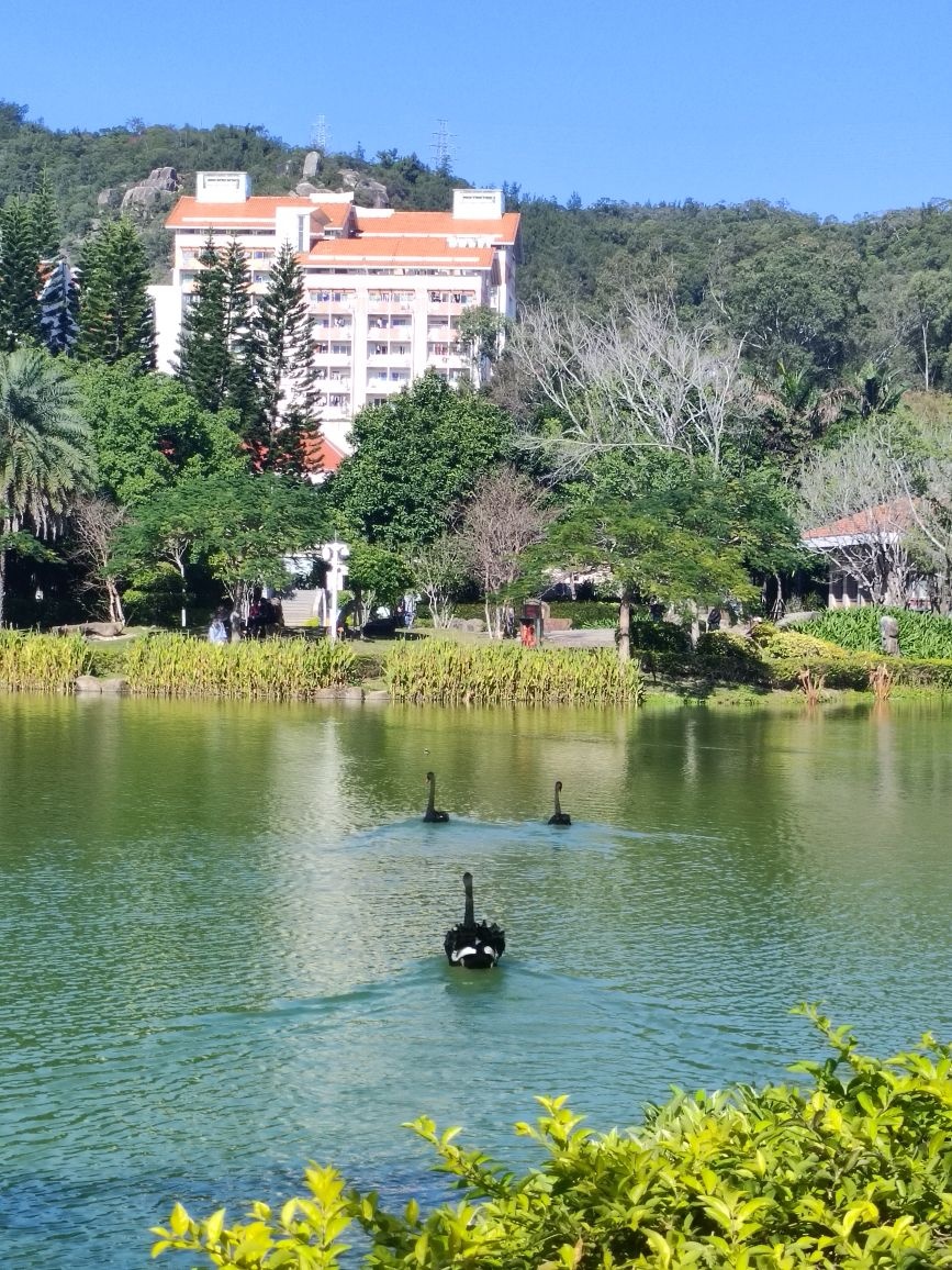 厦门大学-芙蓉湖