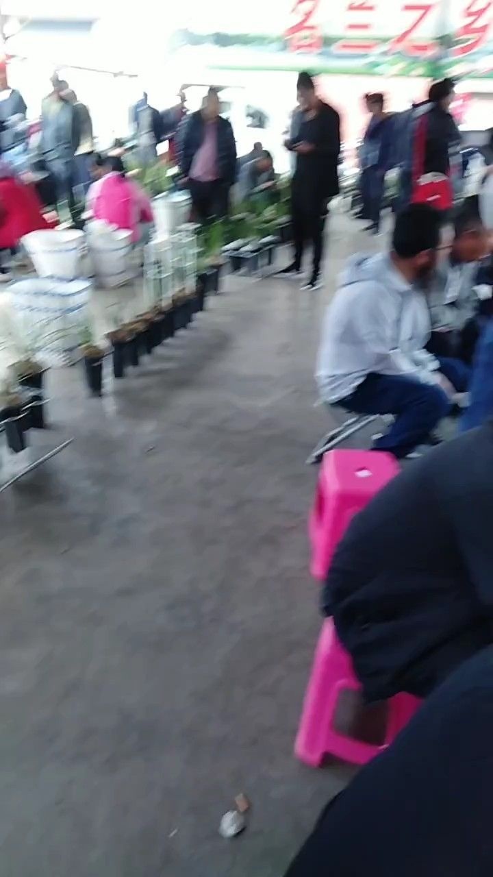 松桂镇
