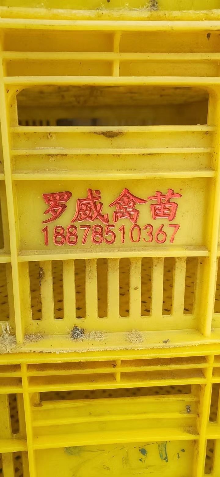 玉林市罗弟鸭苗孵化场