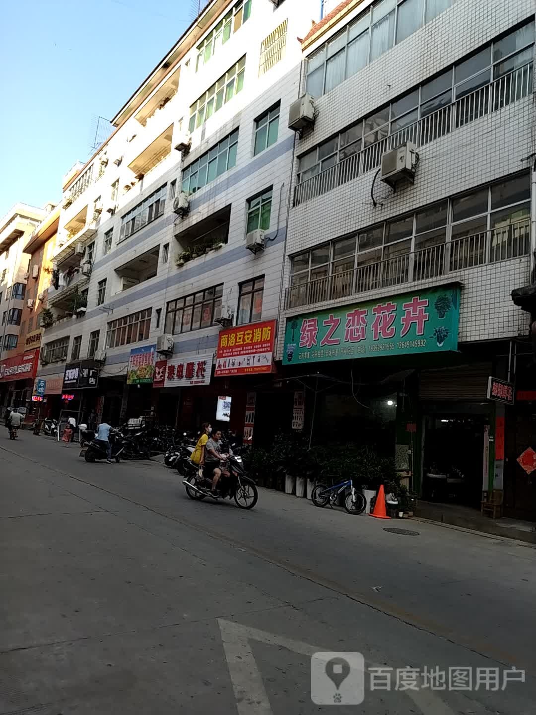 绿之恋花卉