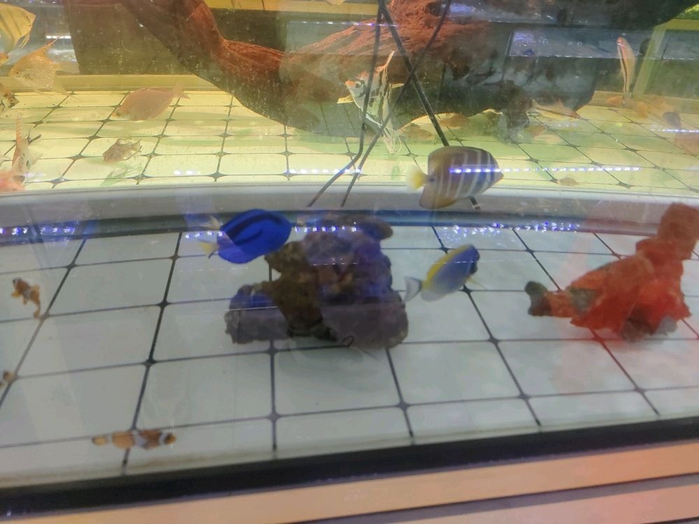 浩泰观赏鱼水族馆