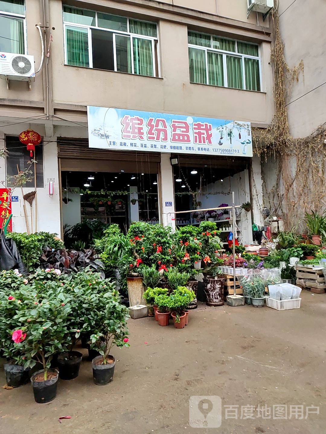 缤纷盆栽