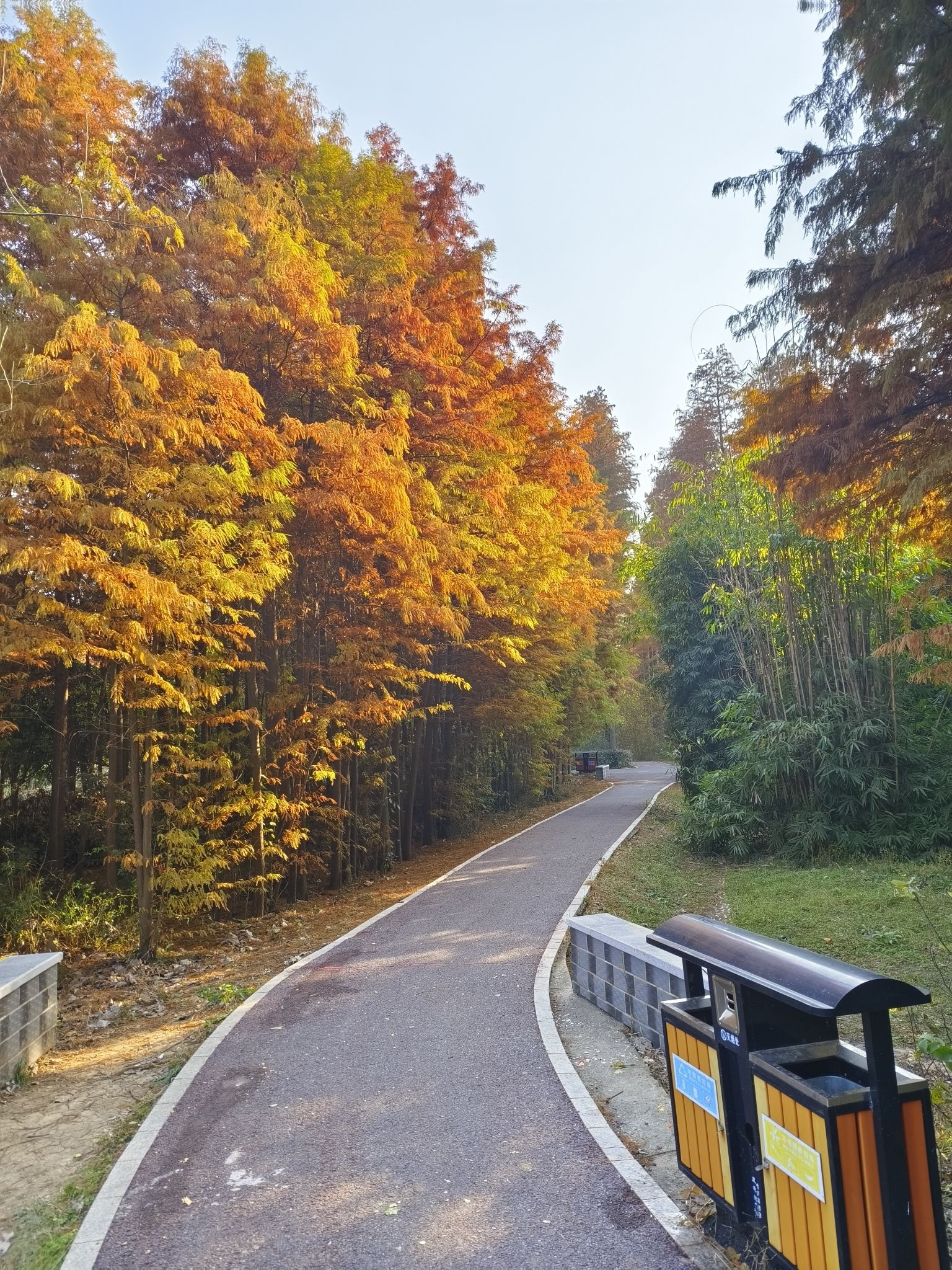 息州杉海景区
