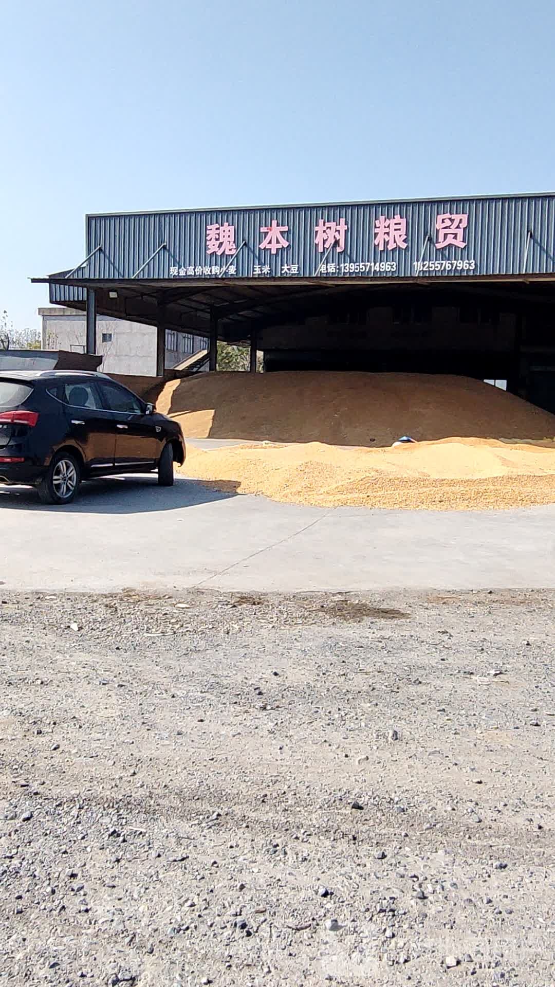 魏本树粮食收购