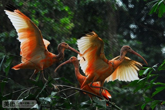 深圳野生动物园