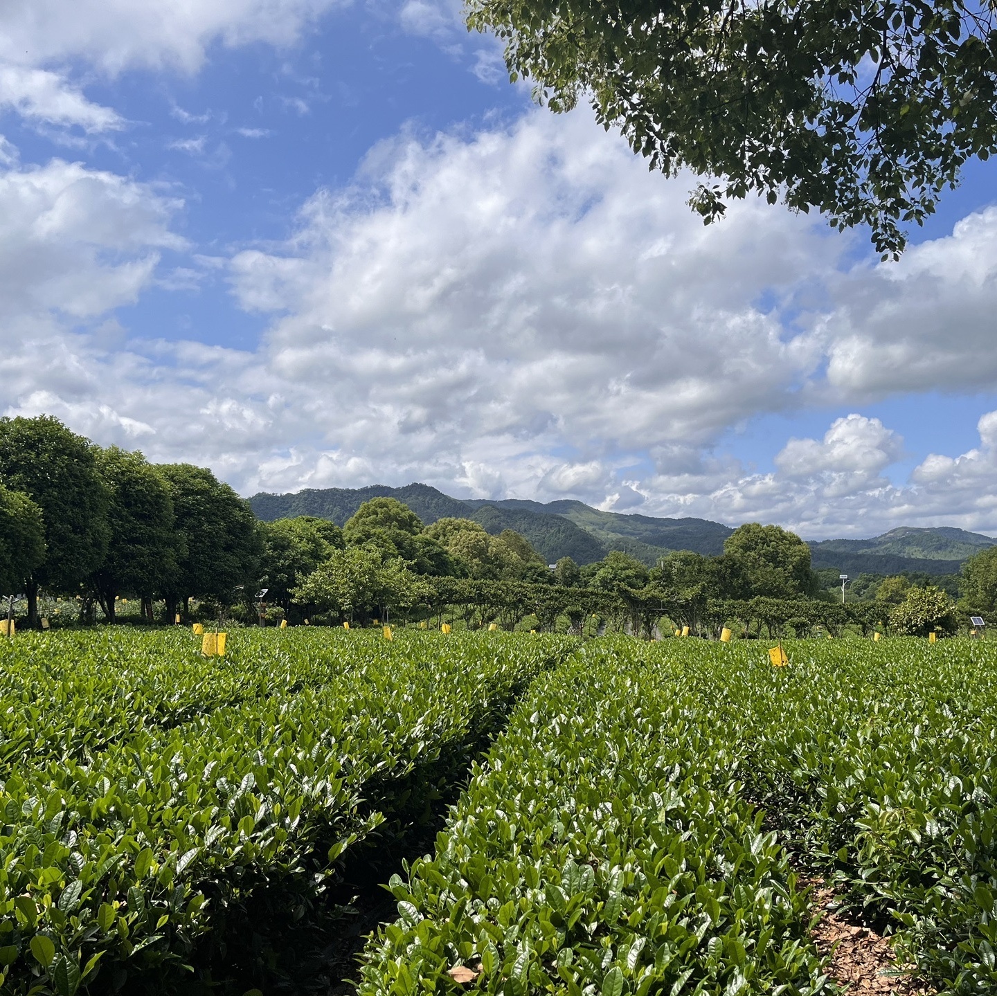 谢裕大茶文化博物馆