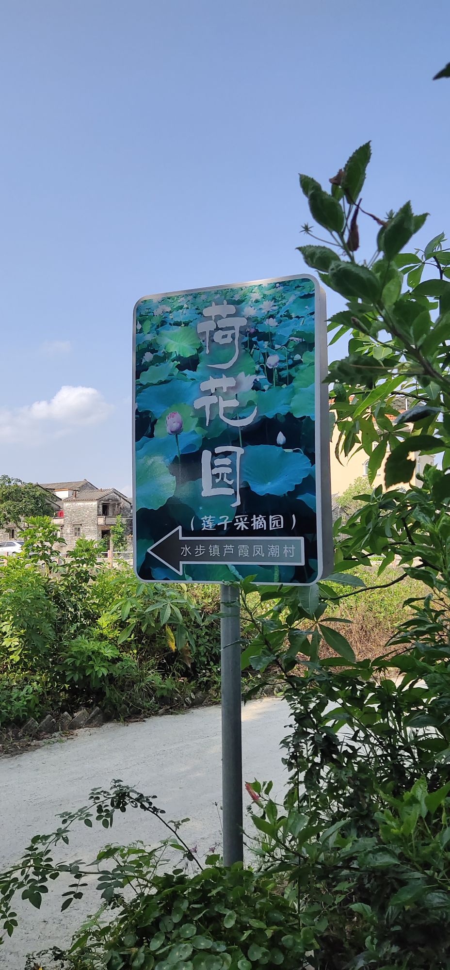 荷花园