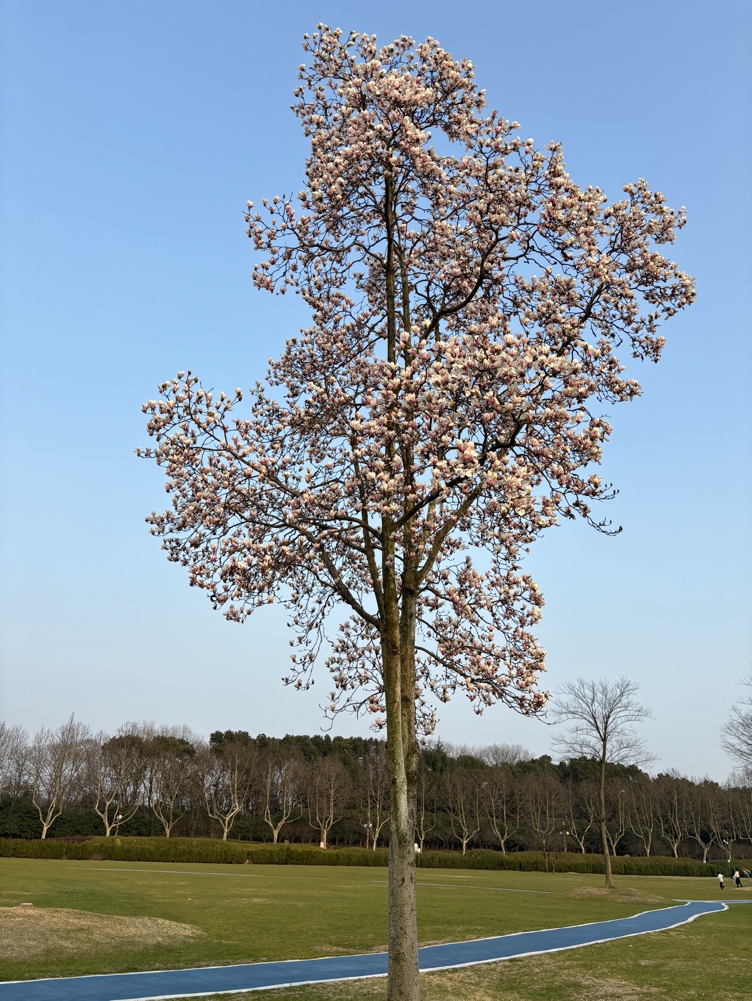 龙背山森林公园