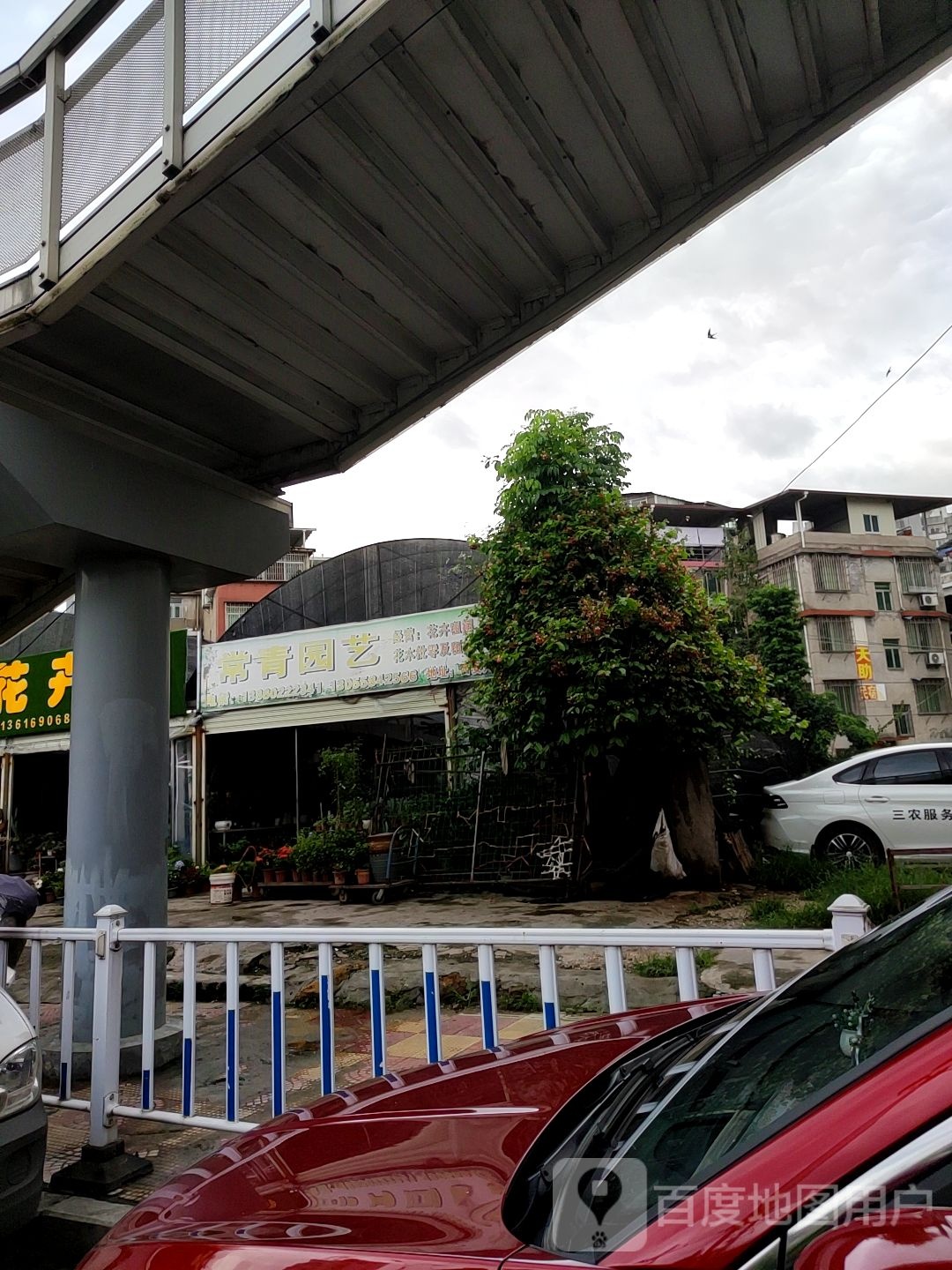常青园艺(人民东路店)