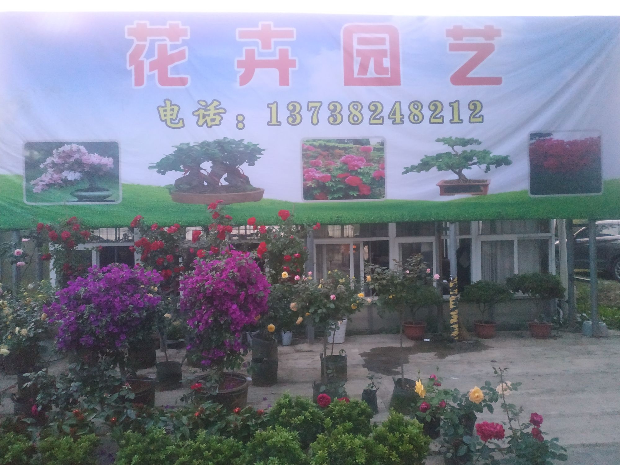 花卉园艺