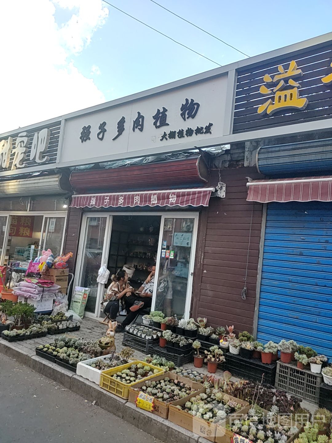 强子多肉植物