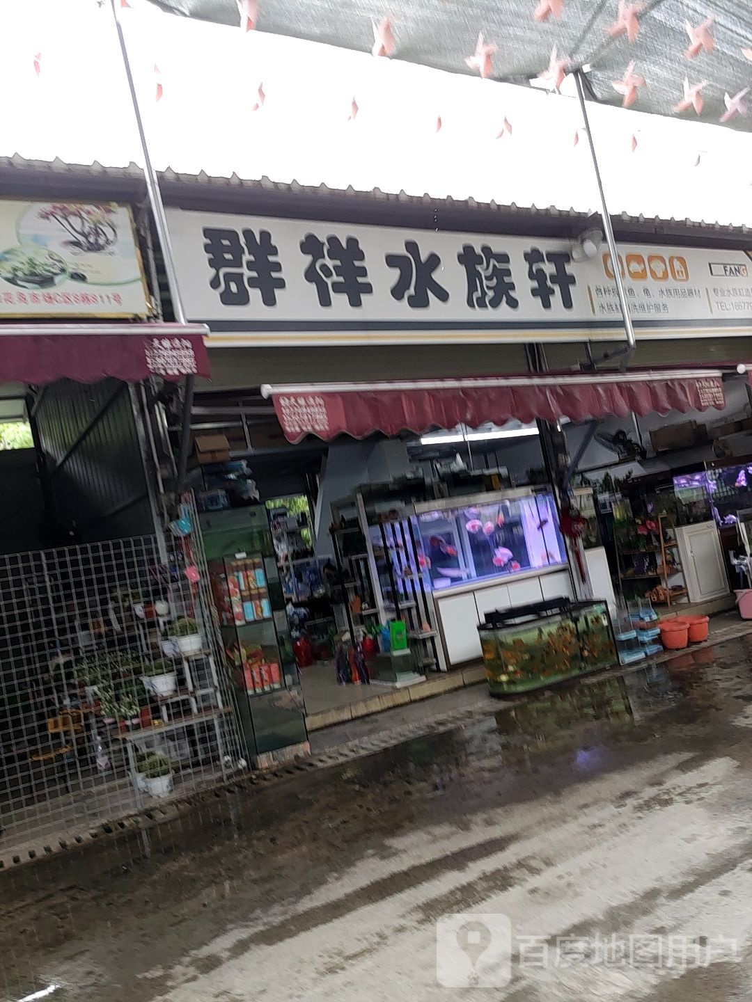 群祥水族轩(南宁永和花鸟市场店)