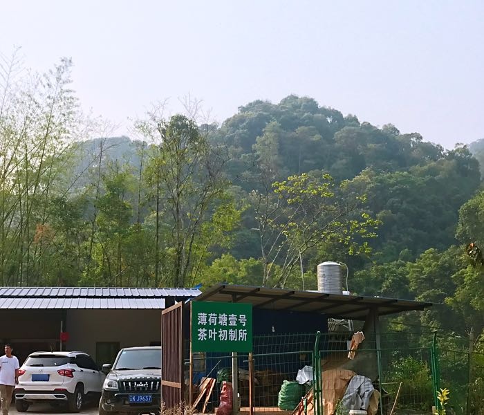 薄荷塘壹号茶叶基地