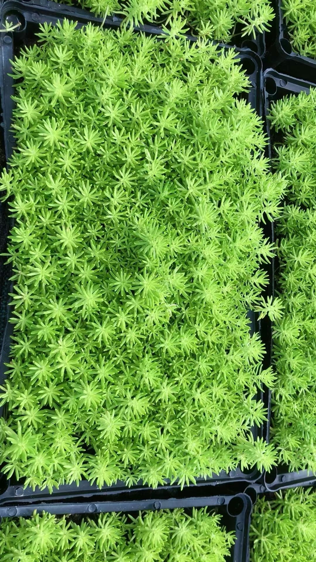 中山市俊和花木场