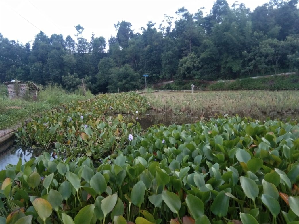 鸿运龙虾垂钓场