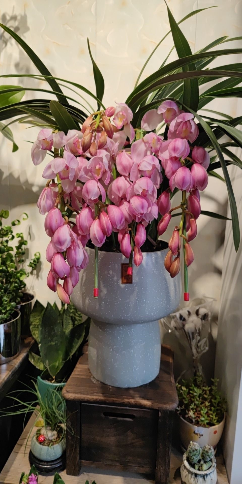 屋里有花(中迪广场店)
