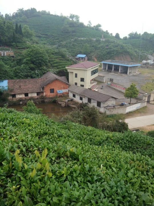 益阳市赫山区柏春茶叶种植农民专业合作社
