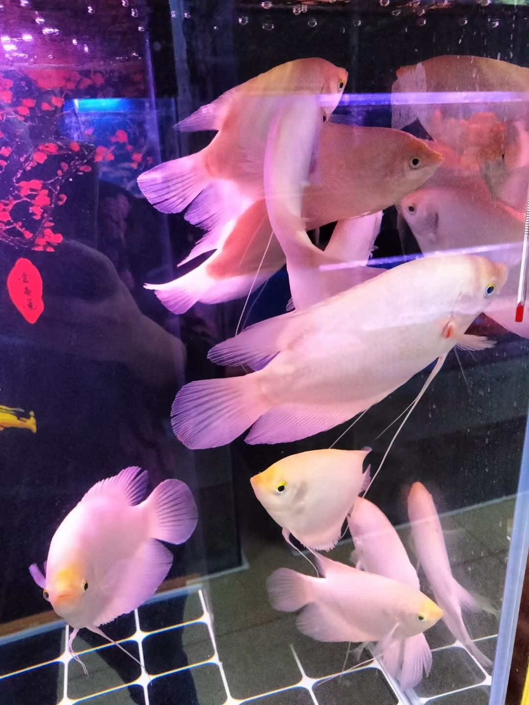 汪洋水族