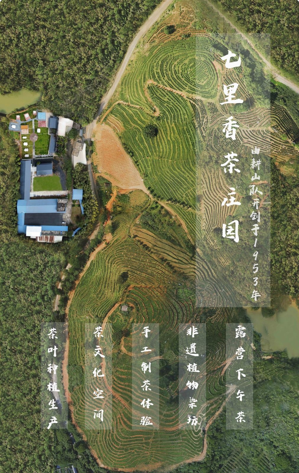 七里香绿色茶业类基地