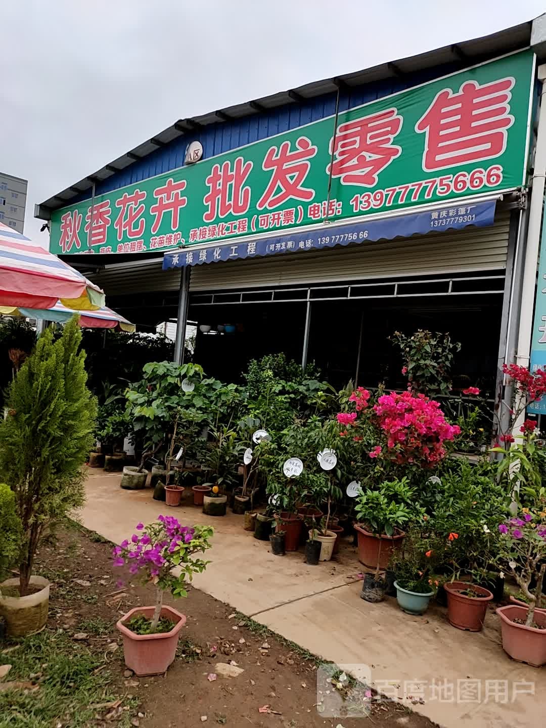 秋香花卉批发零售