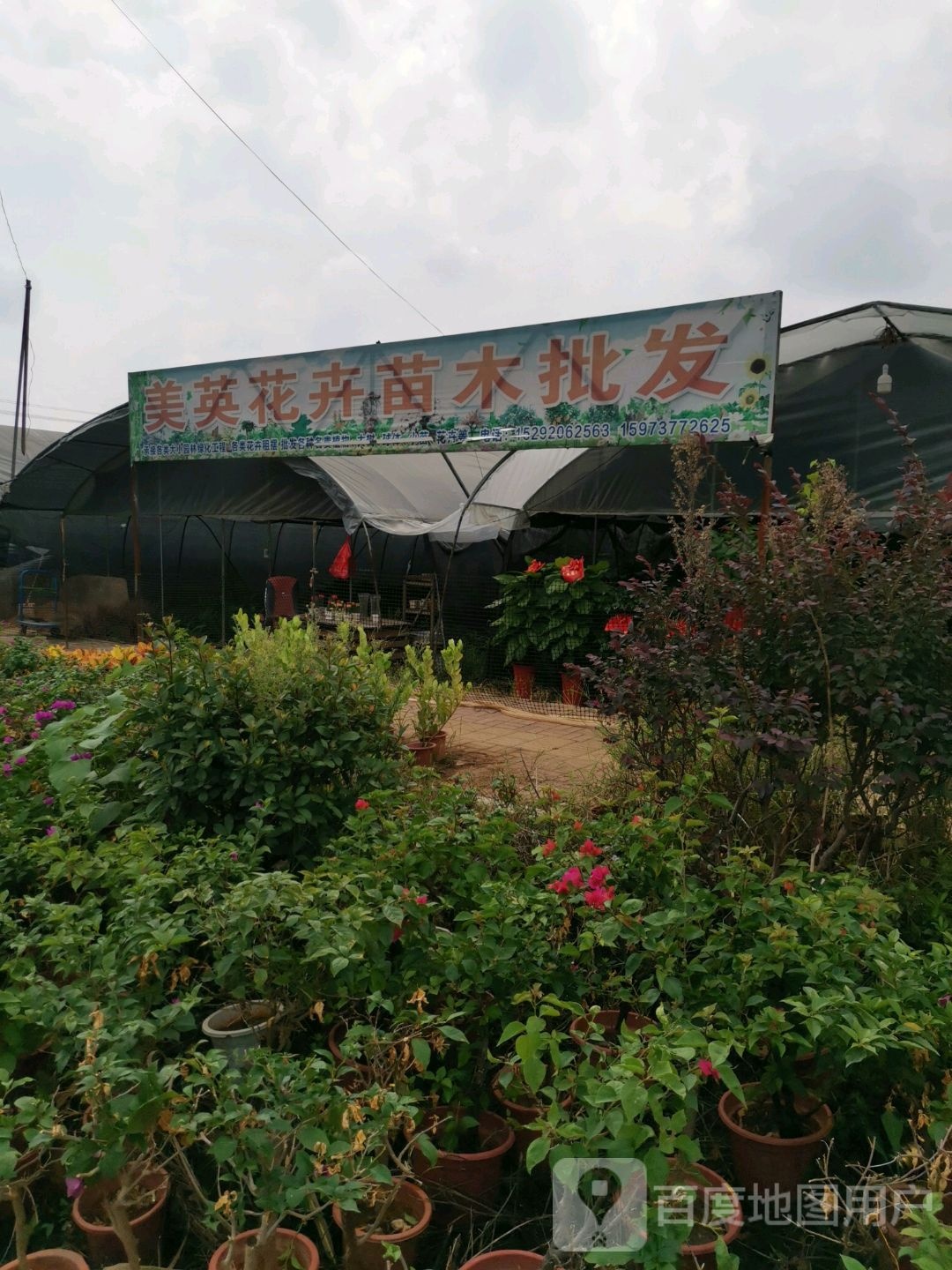 旭宝花卉苗木批发