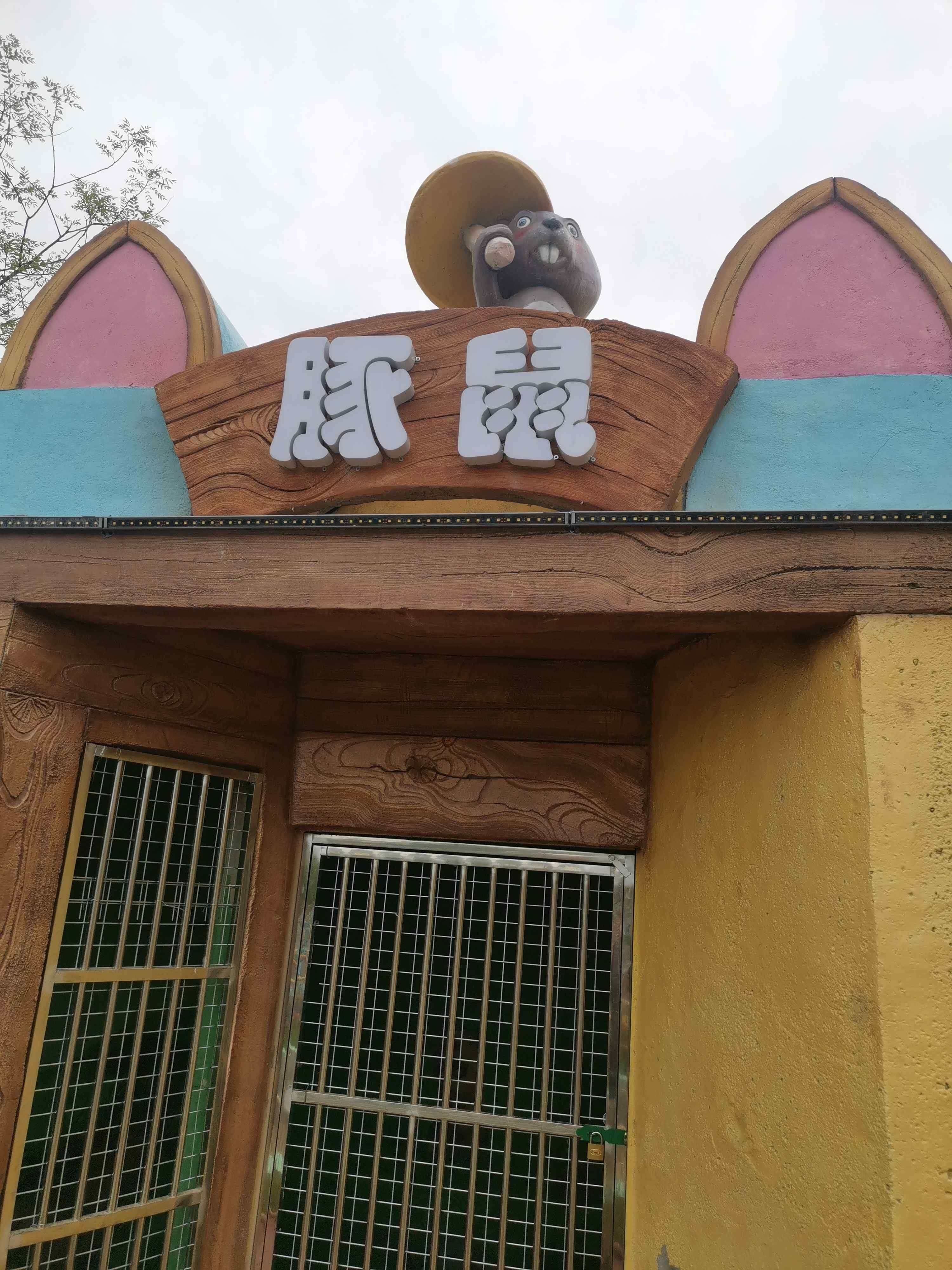 萌宠区-豚鼠