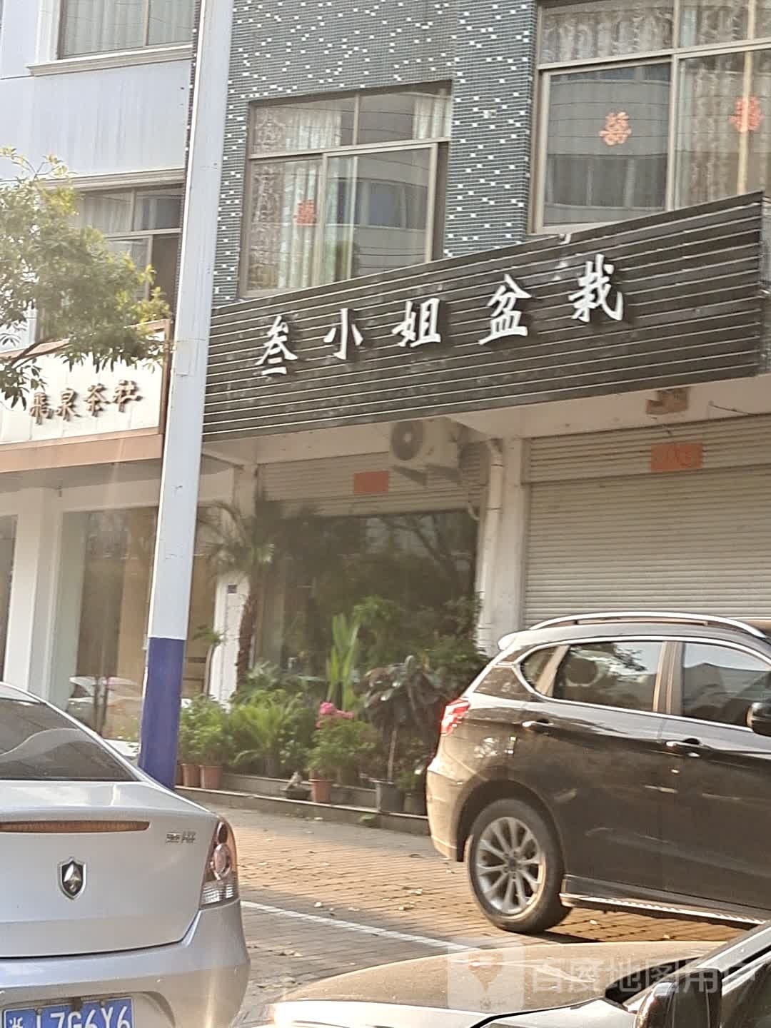 叁小姐盆栽