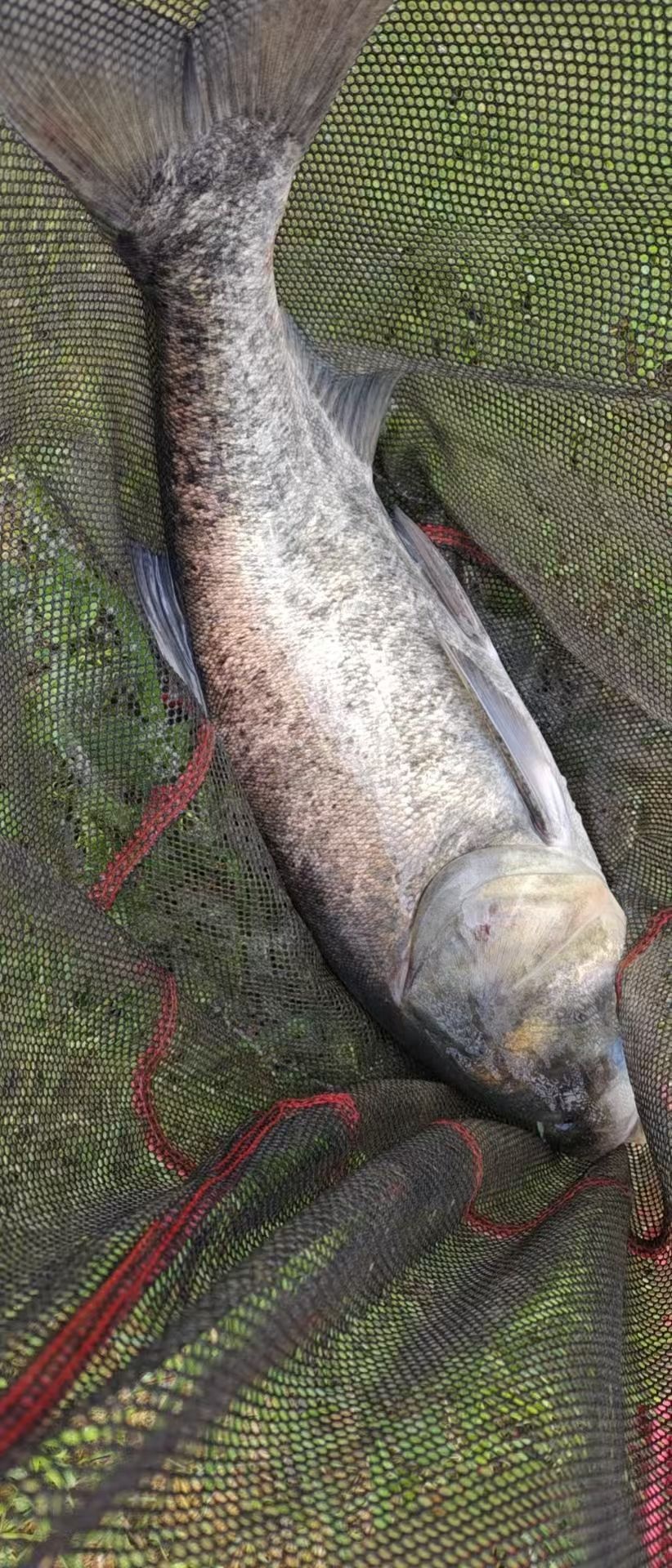 喜羊羊鲢鳙巨物钓场