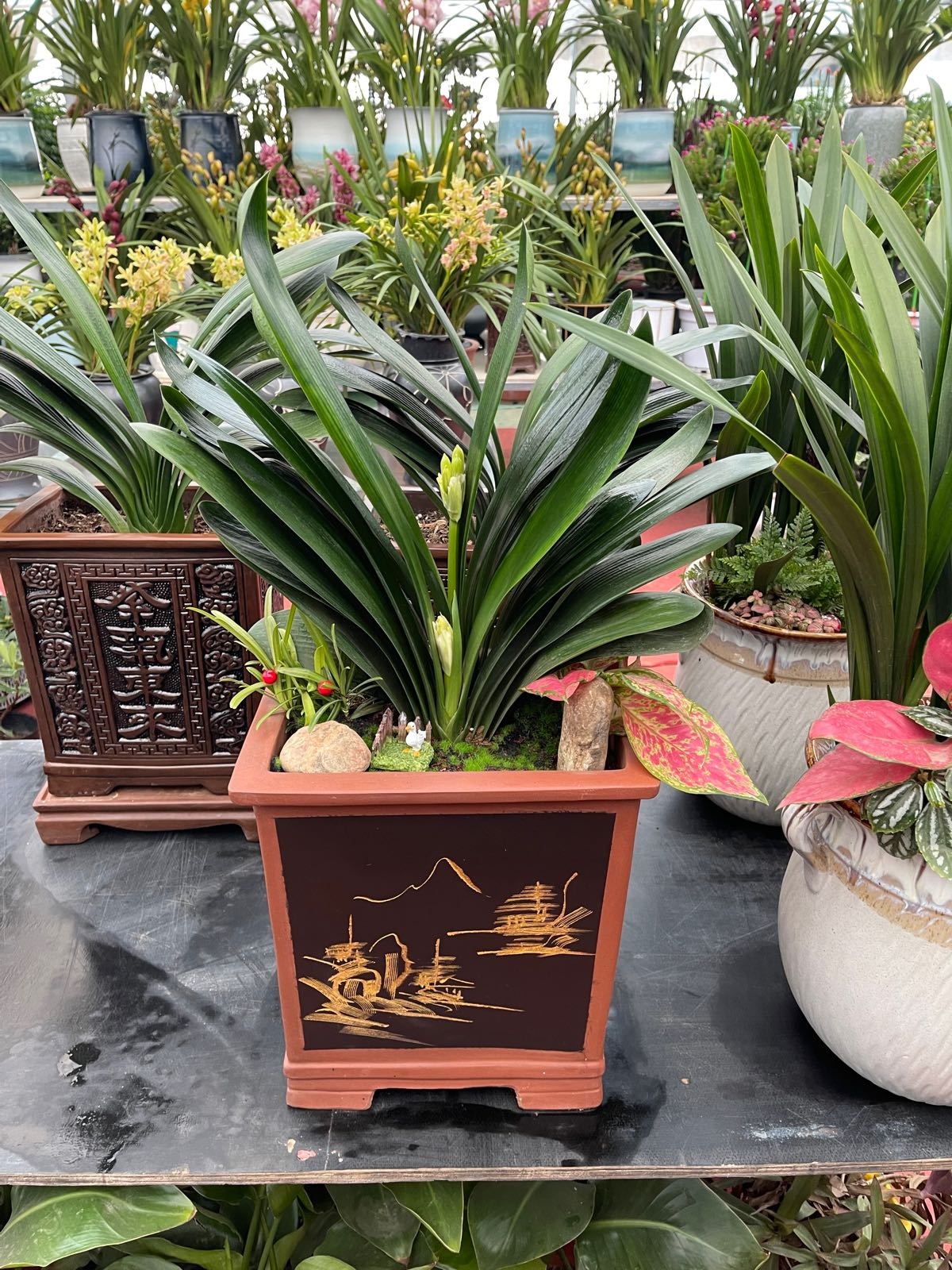 玉兰花卉