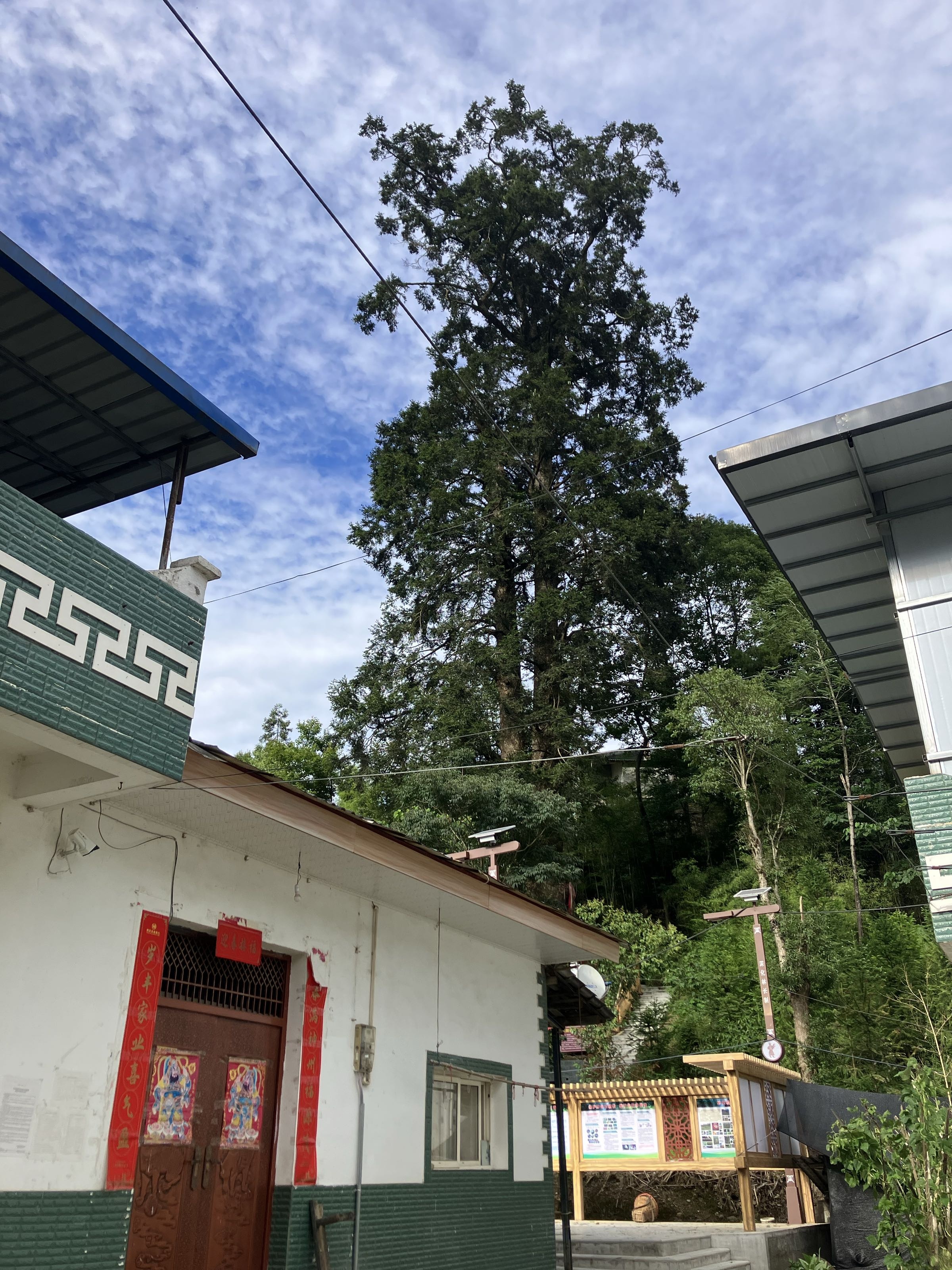 绵阳铁坚油杉古树公园