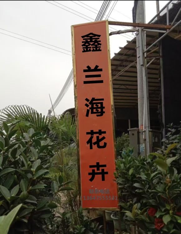 鑫兰海花卉