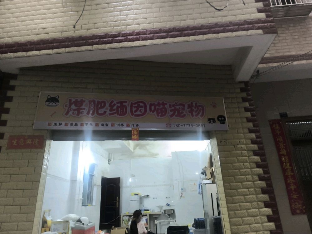 煤肥缅因喵宠物