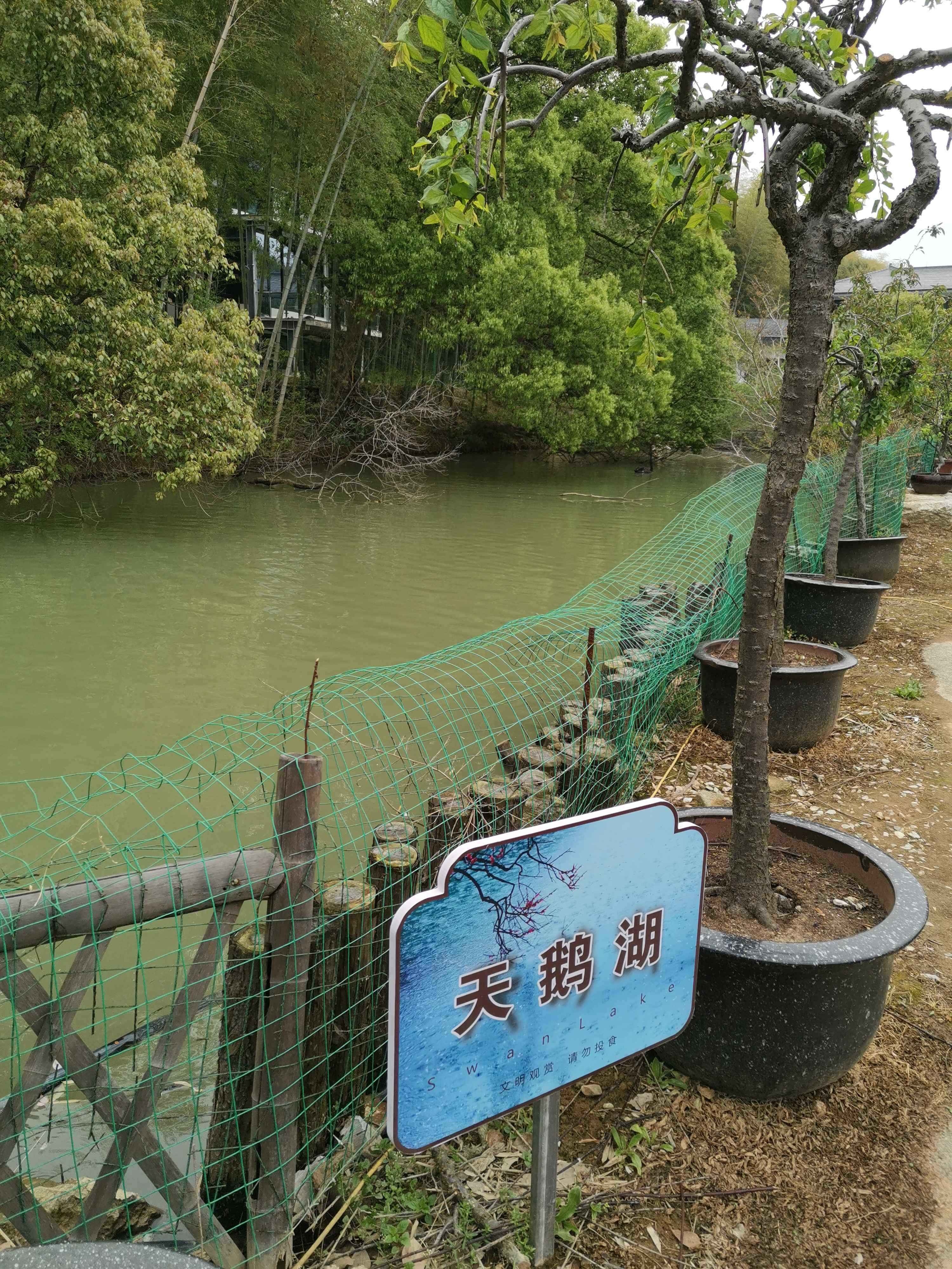 天鹅湖