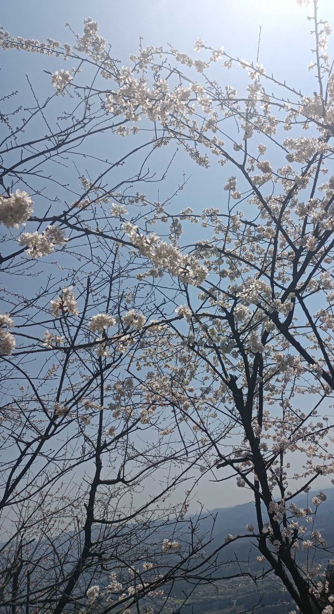 大东山